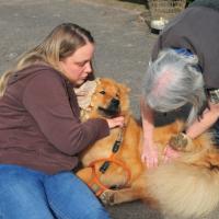 Was so ein Frauchen nicht alles für ihren Eurasier tut!
What we do all for our Eurasier-dogs!
Que nous faisons tout pour nos Eurasiers!
