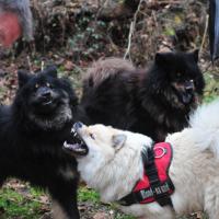 Vorne (in the front, à l'avant) Einstein von der Veitsburg und Enya vom Brudergrund, dahinter (behind, derrière) Balu von der Veitsburg