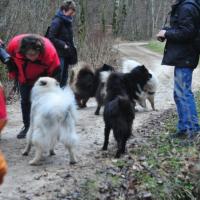 Album113 2013 beginnt mit dem Pro Eurasier-Drei- königstreffen im Süden.
