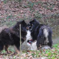 Die beiden Veitsburg-Eurasier, links Balu, rechts Einstein belagern Enya. The Veitsburg-Eurasiers, left Balu, right Einstein beset Enya. Les Veitsburg-Eurasiers, à gauche Balu, à droite Einstein investient Enya.