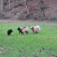 Na, die Rüden sind sich einig und vertragen sich gut. Hintendran nun auch Désirée mit Bärli vom Holzenstein. The males are agreed and they get along well. Behind is Désirée with Bärli vom Holzenstein. Eh bien, les mâles sont d'accord et ils n'ont pas de problèmes. Maintenant après les autres on peut voir Désirée et Bärli vom Holzenstein. 
