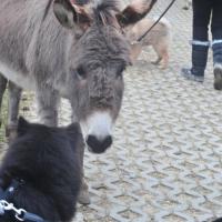 Album113 2013 beginnt mit dem Pro Eurasier-Drei- königstreffen im Süden.