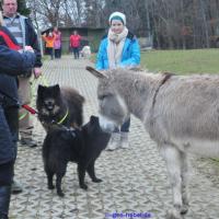 Album113 2013 beginnt mit dem Pro Eurasier-Drei- königstreffen im Süden.