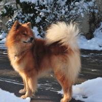 Suivant de photos de mes chiens, ici tu peux regarder Eyko-Jacomo vom Bahnhof-Zoo. 