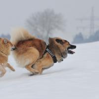 An ample plain to run and to play by overlooking the Schussental, a river valley to the Lake of Constance. Les chiens ont une plaine large pour sauter et jouer.  