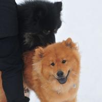 Album120 Ra- vensburger Eurasier- stammtisch 24.2.2013