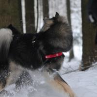 Cocco im Spiel.
Cocco is playing with the other dogs.
Cocco joue avec d'autres chiens. 