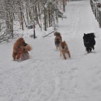 Von links nach rechts, from right to left, de gauche à droite: Bellissa, Mozart, Fraya und Einstein. 