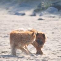 Album33 Schwimmen in der Ostsee