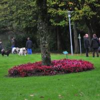 Many Eurasier were to be seen on the week-end 16th and 17th October in Nümbrecht.

Beaucoup d'Eurasiers étaient à voir au week-end le 16 et le 17 octobre à Nümbrecht.
