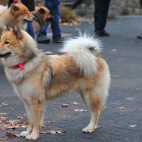  Album35 Jubiläum 50 Jahre Eurasier in Nümbrecht