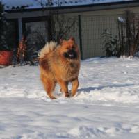 Dez.2010: Endl.richtig Schnee! At last snow! Enfin de neige!
