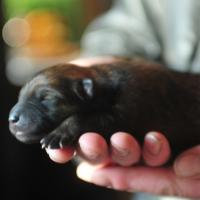 Album44 Die Babys in den ersten 3 Tagen. The first days of the puppies. Les premiers trois jours des chiots. 