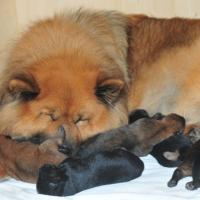 5 Tage alt und Mami putzt und putzt. Five days old and our mum is always cleaning us. Nous avons cinq jours et notre maman fait la toilette toujours.