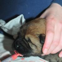 Album46 Wir sind 2 Wochen alt. We are two weeks old. Nous avons deux semaines. 