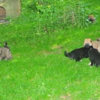 Zwei Hündinnen, zusammen mit unseren beiden Rüden, schwarz mit Abzeichen. Links eine rot-falbene Hündin, die schon mit 5 Wochen ihre Ohren stellte und rechts, na ich glaube Bellissa, sie sieht ja ihrer Schwester Bella soooo ähnlich. Two bitches, on the left a little bitch in the colour like Eykol-Jacomo and on the right Bellissa. Deux femelles, à gauche une femelle fauve et à droite la rouge Bellissa. 