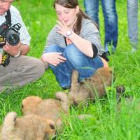 Wir haben täglich Besuch und unsere kleinen, süßen Welpis freuen sich so, sind so neugierig, aufgeschlossen, überhaupt nicht zurückhaltend, einfach menschenfreundlich und sympathisieren mit all den vielen Tieren, die bei uns leben. Every day we have lots of visitors and the puppies are happy. They love people and children and other animals like cats and ducks, too.  Chaque jour nous avons beaucoup de visiteurs et nos chiots sont contents. Ils aiment les gens et les enfants et les animaux comme les chats et les canards. 