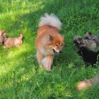 Eyko-Jacomo ist ein Traumpapa, er spielt mit den Kindern und passt auf sie auf, daß keines verloren geht in dem großen Garten mit den vielen Bäumen und Gebüschen. 