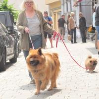 In der Stadt, schon zum 2. Mal. Das letzte Mal waren alle Acht dabei, das ist Frauchen nun zu anstrengend geworden und es geht nur noch viererweise. Wir machen es doch schon ganz gut, das Tempo ist halt etwas verschieden. 