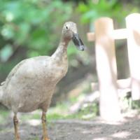 Huch, die Ente! Aber die ist nicht so garstig, nur Däumling, unser Erpel, der schimpft schon manchmal, wenn die Welpen zu frech werden. 