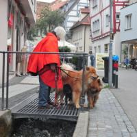 Die Roßbachstraße in Ravensburg,  Gitter führen über das rauschende Bächlein. Da drüber laufen, muß für einen Hund gelernt sein. 