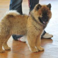 Mit im Ring ist Darko vom Schloß Colditz, ein fast gleichaltriger Welpe. 
Another puppy, also a male, Darko vom Schloß Colditz.
Ce petit est Darko vom Schloß Colditz. 