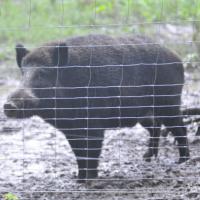 Album62 16 Wochen, mein neues Herrchen ist gekommen, Besuch aus Interlaken u. es ruatelet schwer in Ravensburg.