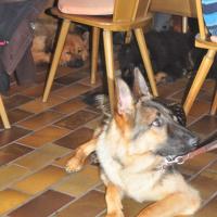 Eva's Schäferhund Eddy und im Hintergrund Désirée und Einstein.