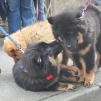 Album63 Eurasier- treffen in Ravensburg am 24.7.11, wir Veitsburg-Euasier sind genau 4 Monate alt!