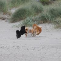 Eyko-Jacomo, Désirée fegen mit Einstein den Strand entlang. Einstein sieht zum ersten Mal das Meer. 
