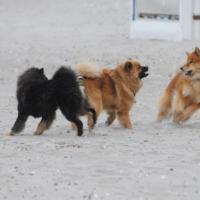 Eyko-Jacomo, Désirée et Einstein courent le long de plage. Einstein voit le sable et la mer la première fois en sa vie. 