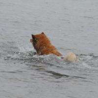 Eyko-Jacomo loves the sea with waves or without waves, he catches the stock of a tree 20, 30 times. 