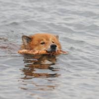 L'eau était très froid, 13°. Eyko-Jacomo regarde très joyeusement.