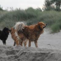 Gut, daß so wenige Leute am Strand sind. 
Well, few people are on the beach.