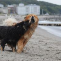 Da guckst, mein großer Bär! Tu regardes bêtement, mon grand ours! Einstein shows you up, my big bear! 