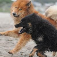 Der Papa schaut aber liebevoll auf seinen schnellen Einstein. Dad looks lovingly at his fast running son. Le papa regarde le fils si vite courant tendrement. . 