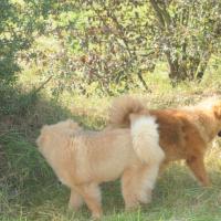 Album74 Eurasier-Spezial- zuchtschau in Sinsheim 25.9.2011