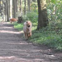Album75 Die Welpenburg wird abge- baut, Eurasier -Minitreffen.