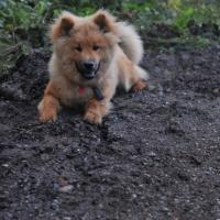 Album75 Die Welpenburg wird abge- baut, Eurasier -Minitreffen.