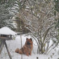 Album81 Vor- weihnacht- licher Besuch beim Züchter- frauli von Eyko-Jacomo.