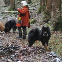 Vorne im Bild Balu, in front is Balu, à l'avant est Balu. 