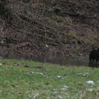 Klar, wer wer ist. Einstein steht im Wasser und Balu ist ganz seine Mama. You can it see, Einstein is in the water and Balu is completely his mum. 