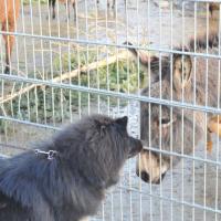 Certainement Einstein, l'ami des animaux.