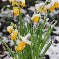 Welch Überraschung am Ostersonntagmorgen, Schnee!
What a surprise in the morning of Easter, snow!
Quelle surprise en ce dimanche de Pâques, il y a de neige!