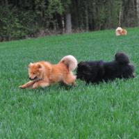 Osterspaziergang mit Einstein und Bellissa.
The walk on Easter Sunday with the youngsters Einstein and Bellissa.
La balade en dimanche de Pâques.