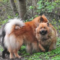 Album94 Monat April, Ostern, Eurasier- stammtisch