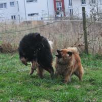 Album94 Monat April, Ostern, Eurasier- stammtisch