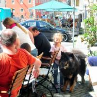 Album97 Jahrestreffen der Eurasier von der Veits- burg am 2. Juni 2012.