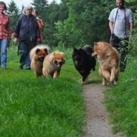 Ich glaube Einstein wird seinem Schwesterchen schon helfen. Von rechts nach links, from right to left, de droite à gauche: Eyko-Jacomo, Einstein, Betty und Désirée.