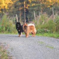 Wie glücklich die Mama strahlt, ihren Einstein wiederzusehen. Désirée is so happy to see again her son Einstein von der Veitsburg. On peut voir, Désirée est si heureuse, qu'elle retrouve son fils Einstein. 